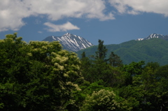 防風林と常念岳