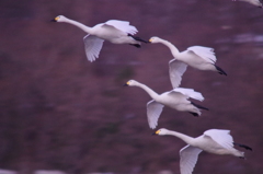 夕暮れの帰還２　美しき白鳥の日々