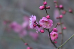 紅梅　２