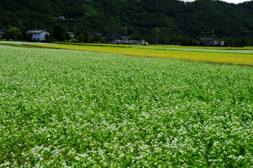 蕎麦畑