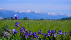 白馬連山を望む