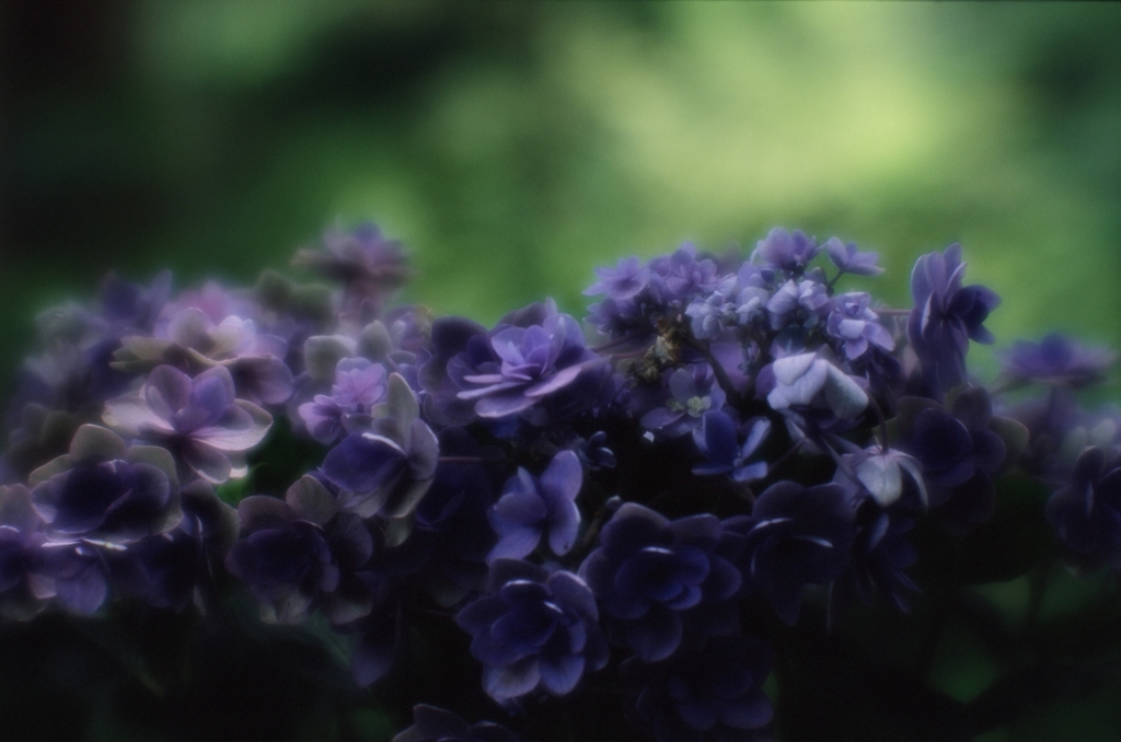 花を愛でる（フィルムスナップ４）
