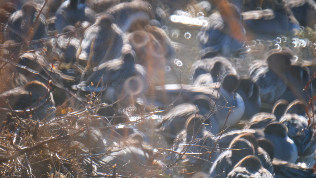 水鳥たちの営み　４