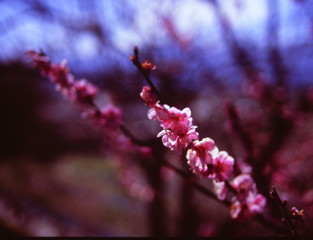 過ぎ去りし春　紅梅　(フィルムの残像）