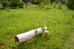 白樺のベンチ