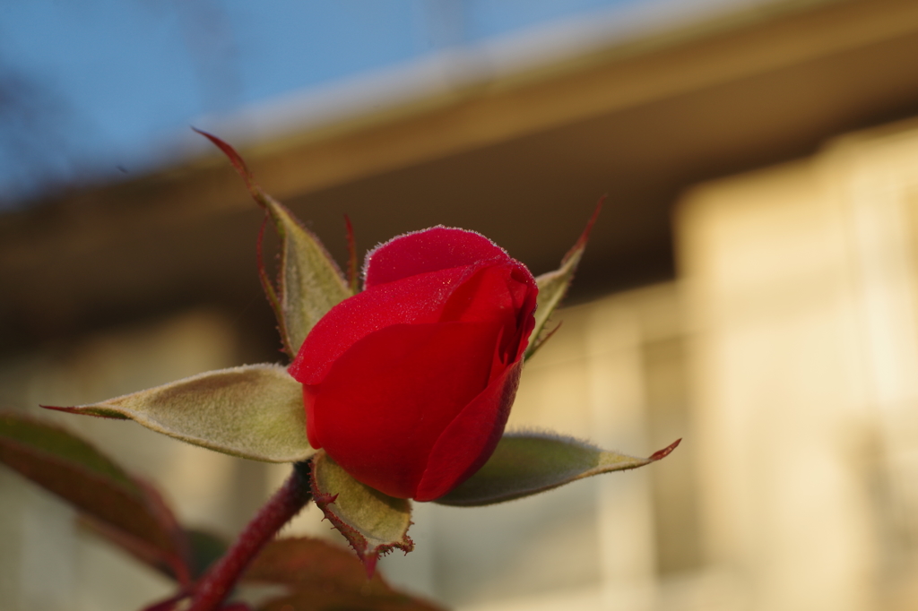 凍てつく空に（十二月の薔薇　３）