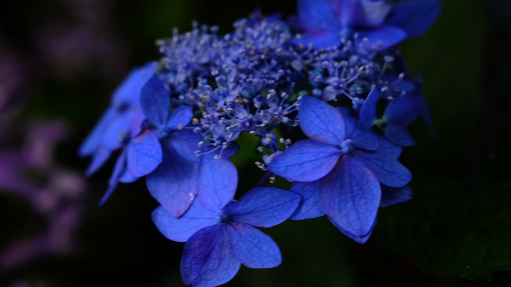 紫陽花六景　５