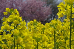 遅咲きの桜を背景に