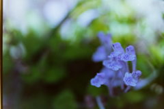 庭の妖精　立浪草　(フィルムスナップ)