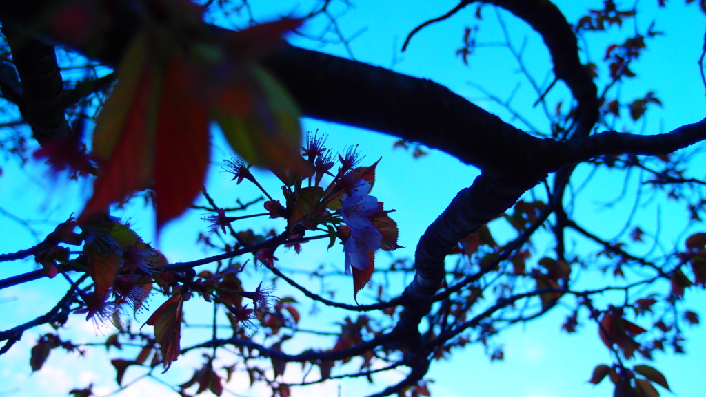 別れ桜