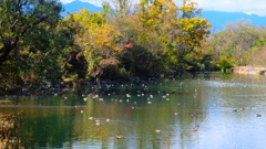 白鳥湖の秋　２