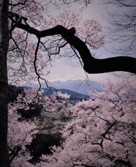 桜の日の想い出