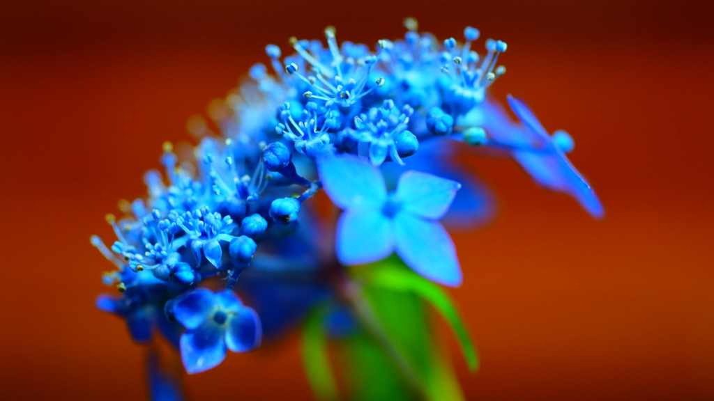 切り花