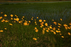 田園の小さな太陽