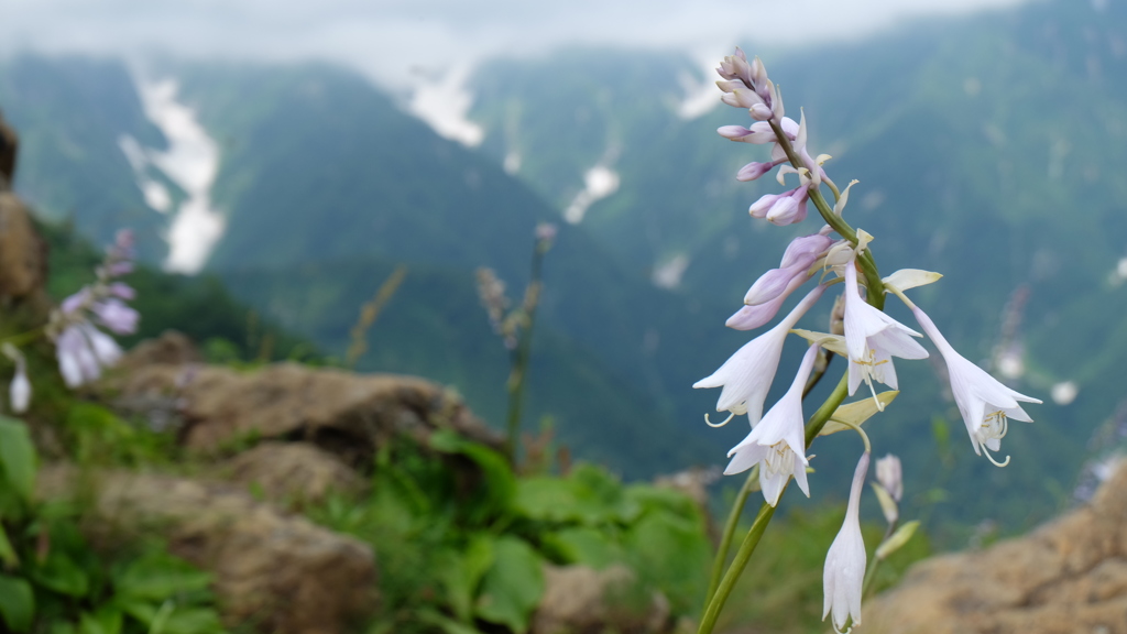高山の花シリーズ