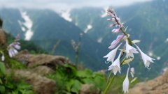 高山の花シリーズ