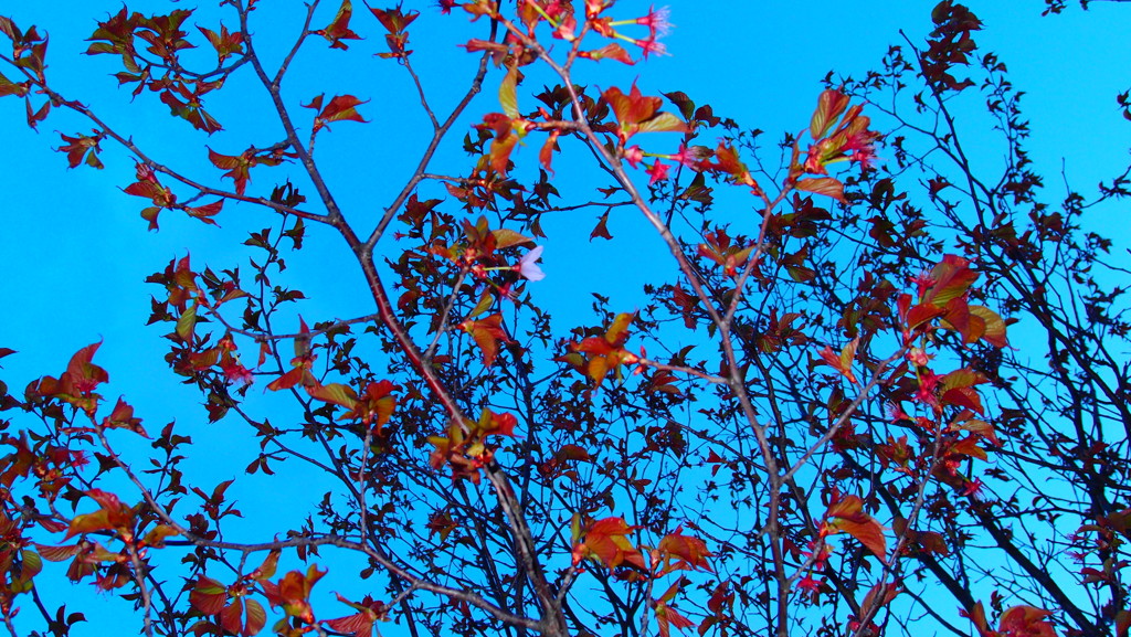 別れ桜