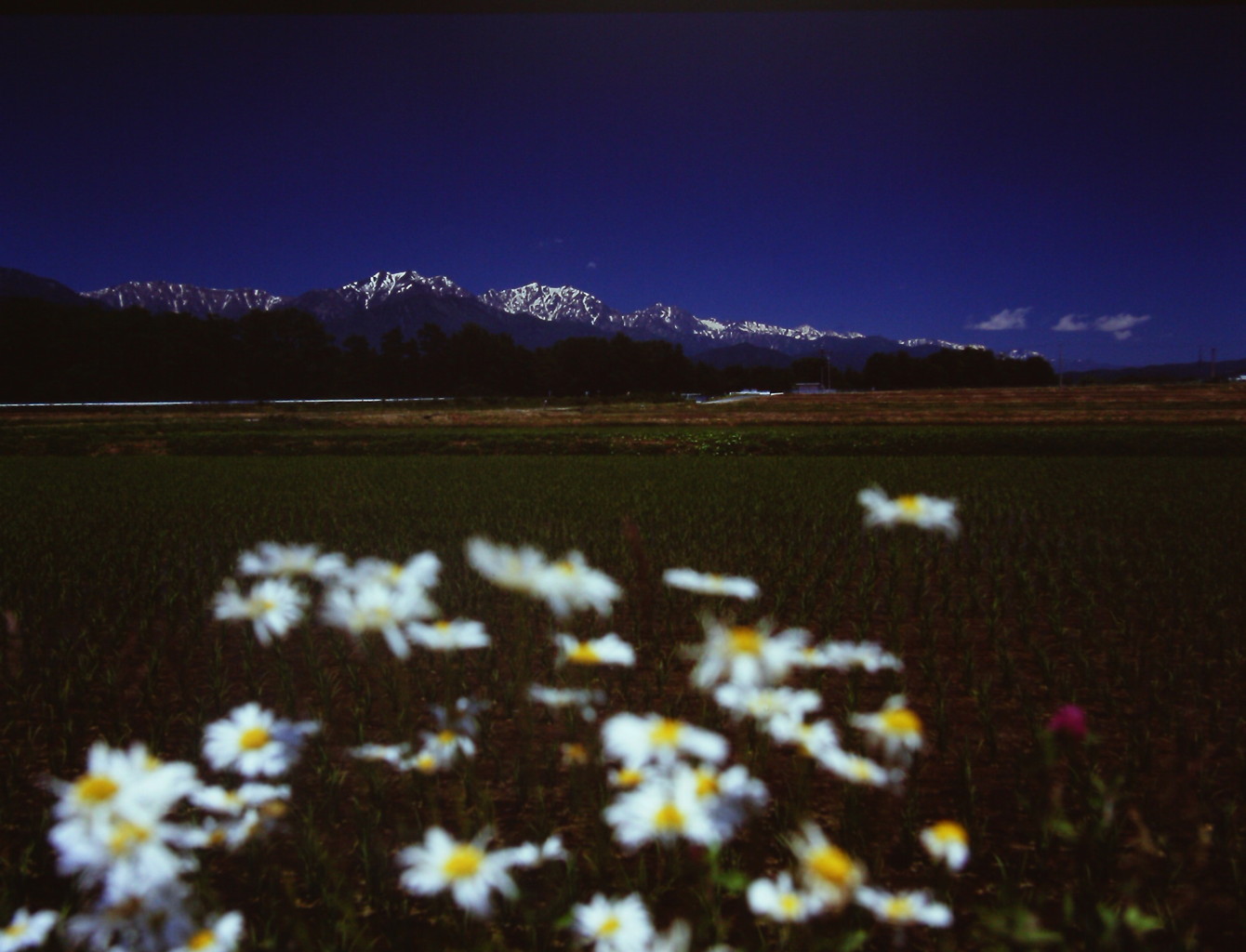 白い花と白馬連峰　（フィルムの残像）