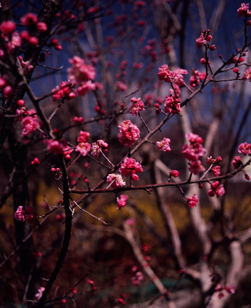 紅梅（フィルムの残像）　