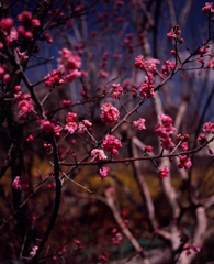 紅梅（フィルムの残像）　