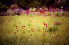 芝生を彩る　（フィルムスナップ）