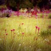 芝生を彩る　（フィルムスナップ）