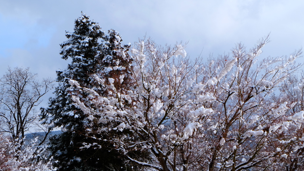 雪の花