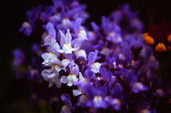 初夏の花たち　（フィルムスナップ）