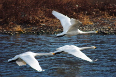 急ぐ白鳥達