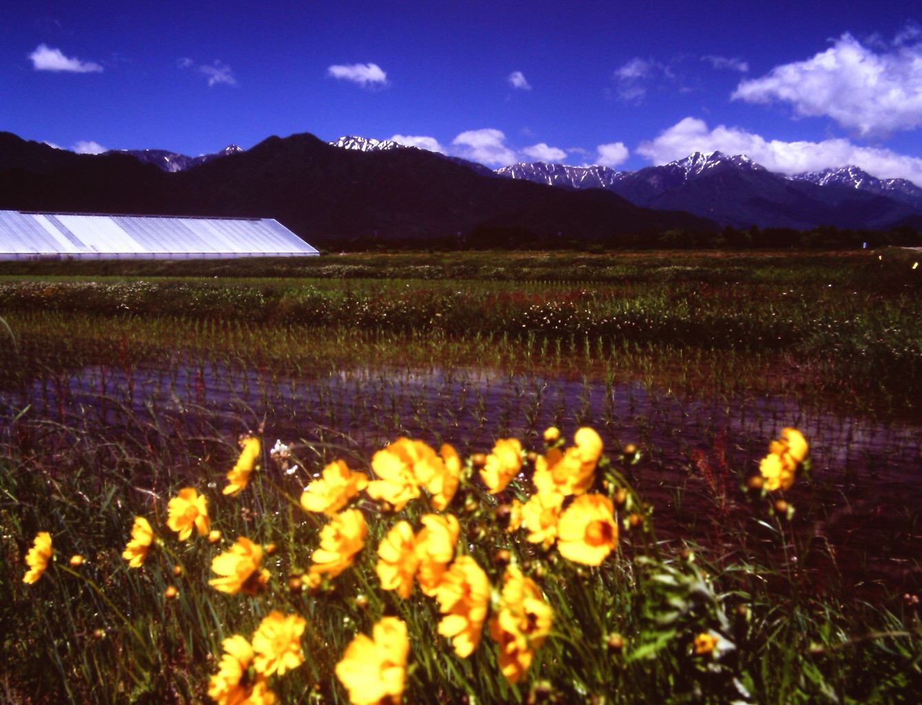 黄色い花と白馬連峰　（フィルムの残像）