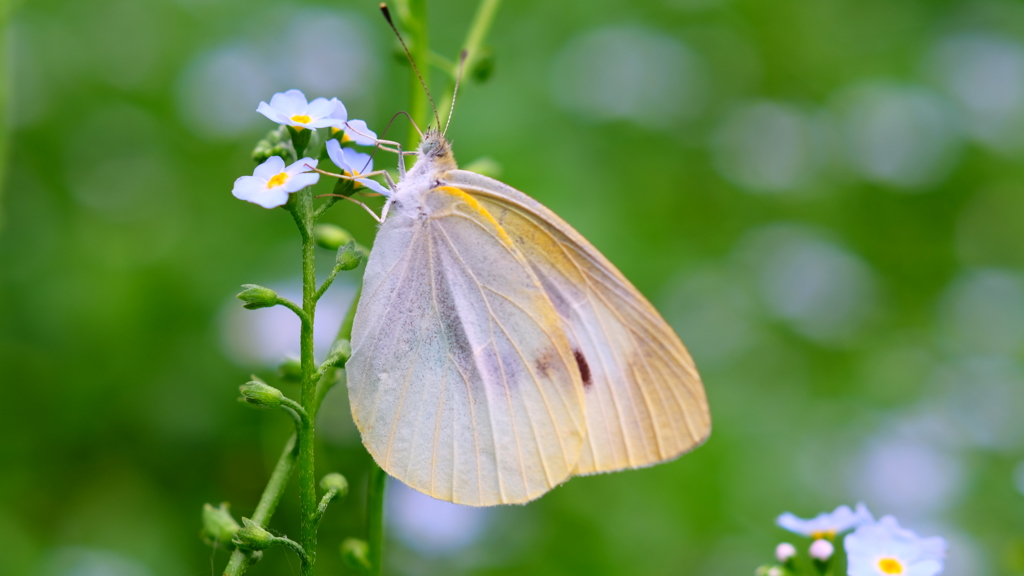 私をよく見てね！