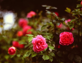 薔薇たちの饗宴　（フィルムの残像）