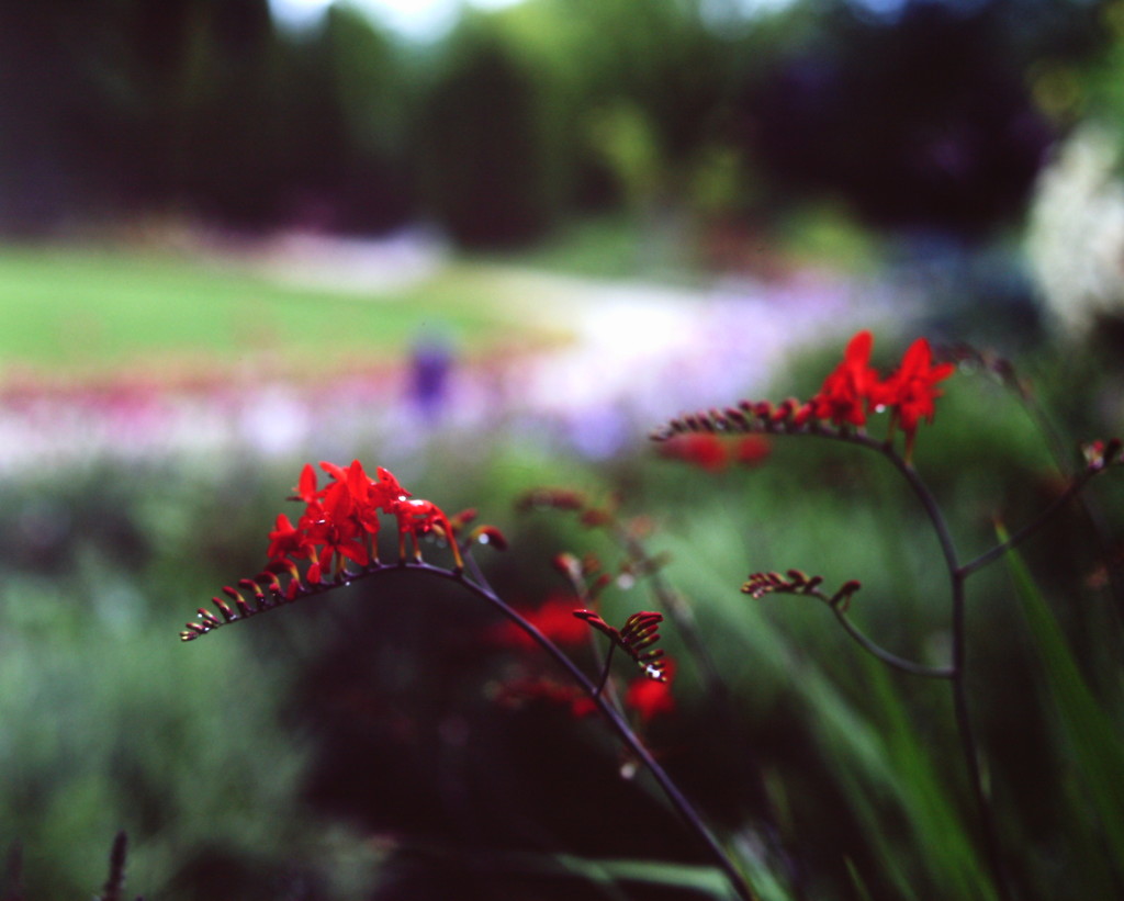 紅い情熱　（フィルムの残像）