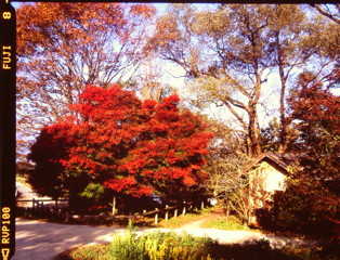 晩秋の朝　（フィルムの残像）