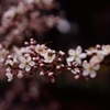 山桜　（フィルムの残像２）