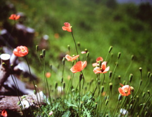 芥子のある風景４　(フィルムの残像）