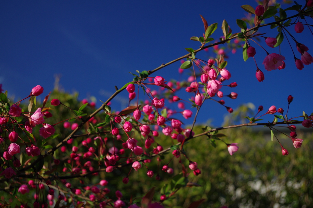 青空のもと　花海棠　２