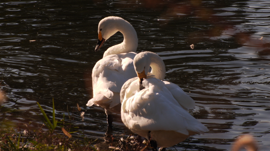 水鳥の水辺１