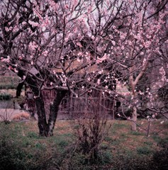 梅の花咲くころ　(フィルムの残像)