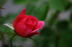 紅薔薇１