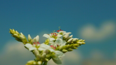 蕎麦の花の想い