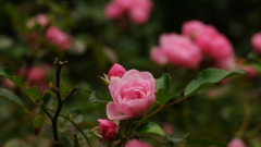 花づくし　９