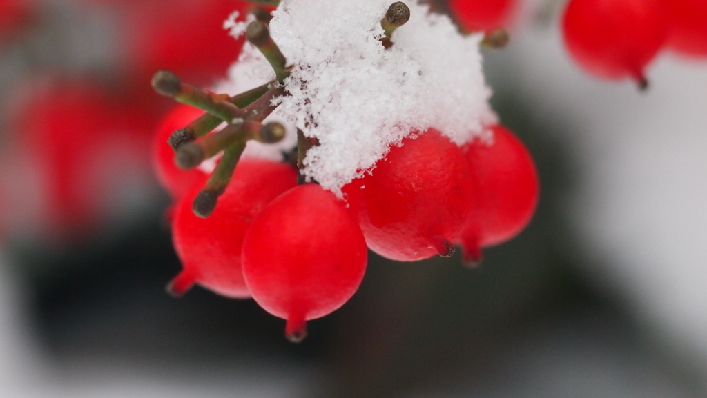 雪南天