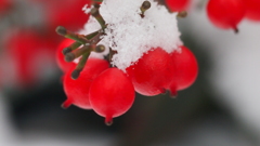雪南天