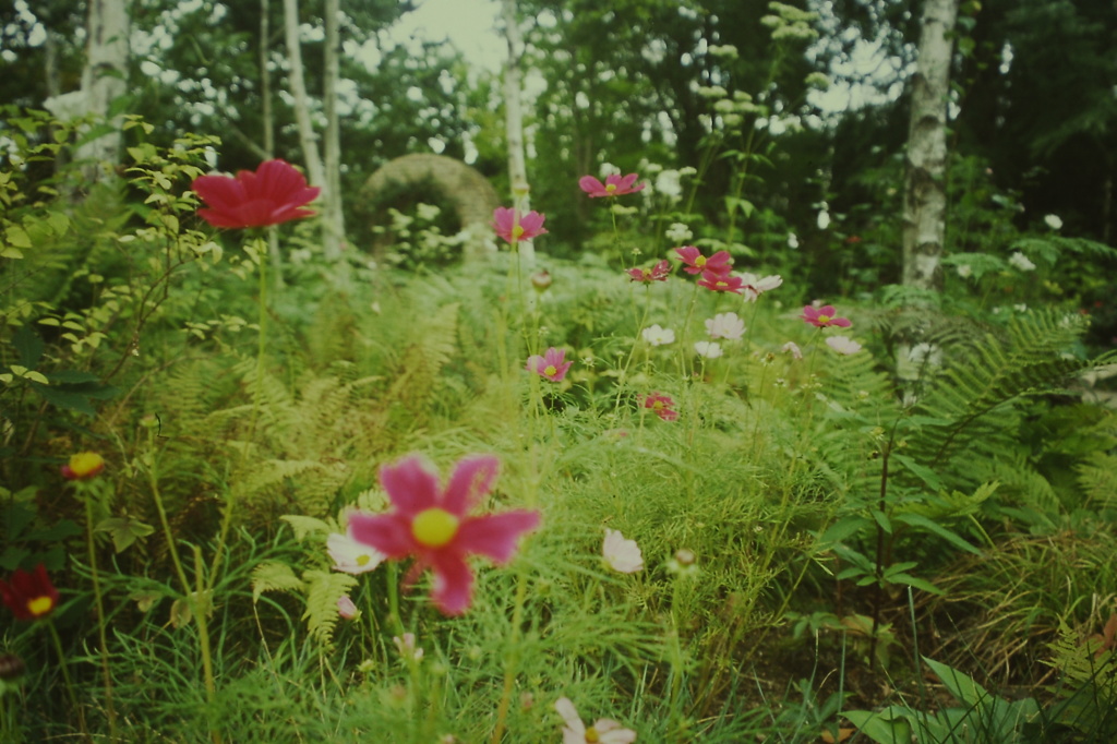 秋の想い出　（フィルムの残像３）