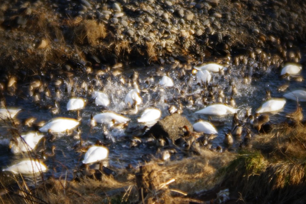 浅ましき白鳥たち・・・