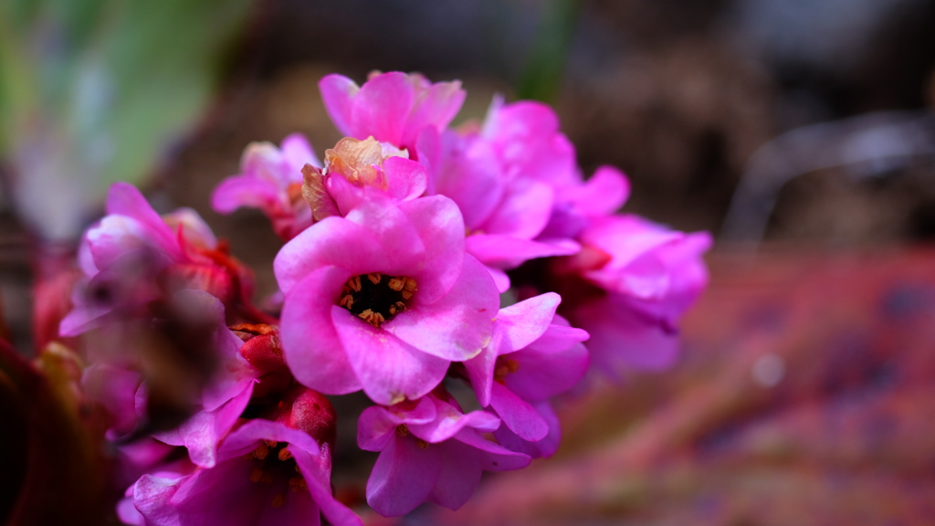 ピンクの花（庭の花たち）