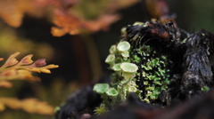 庭の小人たち　５