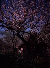春の夕暮れ(フィルムの残像）