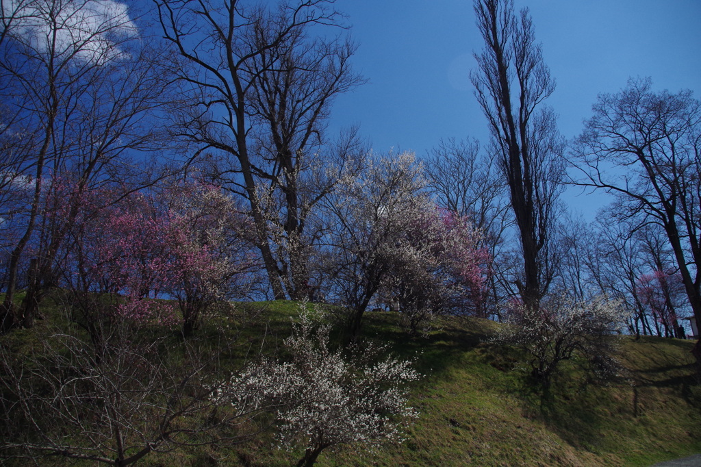 梅の花咲く丘　安曇野七景